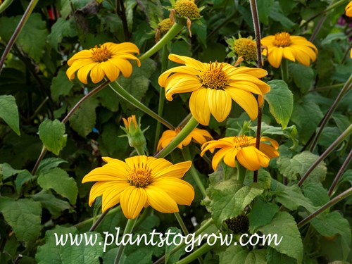 Mexican Sunflower 'Yellow Torch'
Beginning of October and still blooming strong.